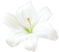 Lilium PNG