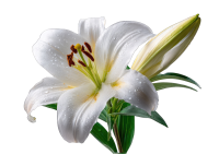 Lilium PNG
