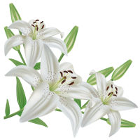 Lilium PNG