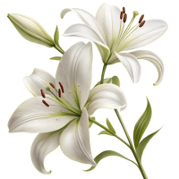 Lilium PNG