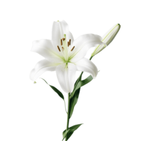 Lilium PNG