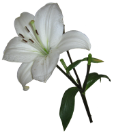 Lilium PNG