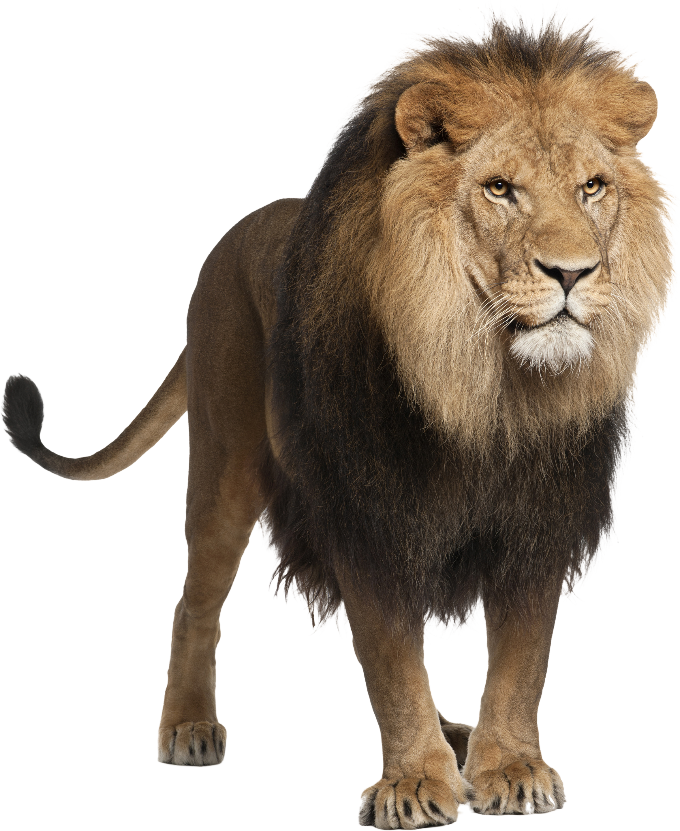 Lion PNG