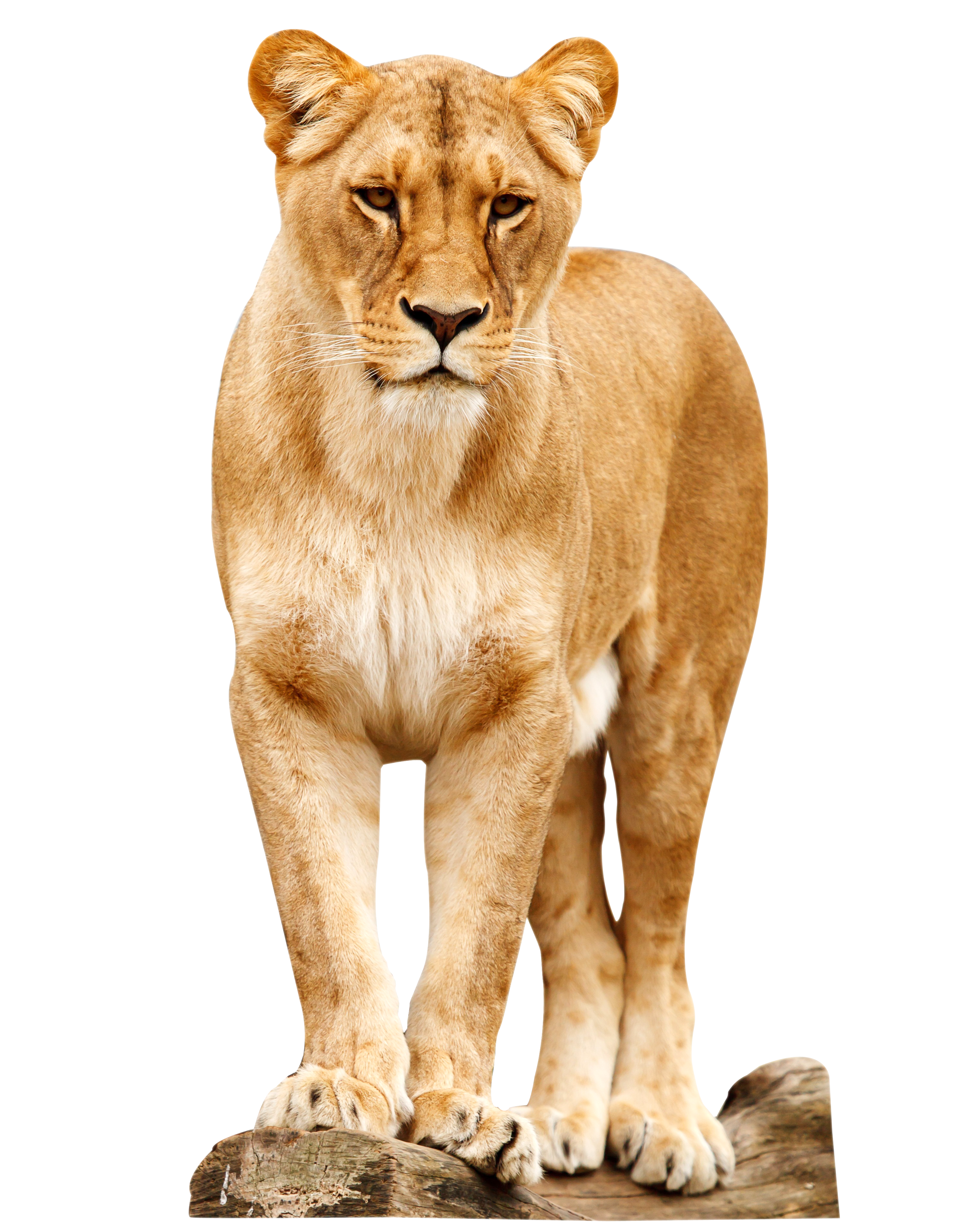 Lion PNG images, free download, lions