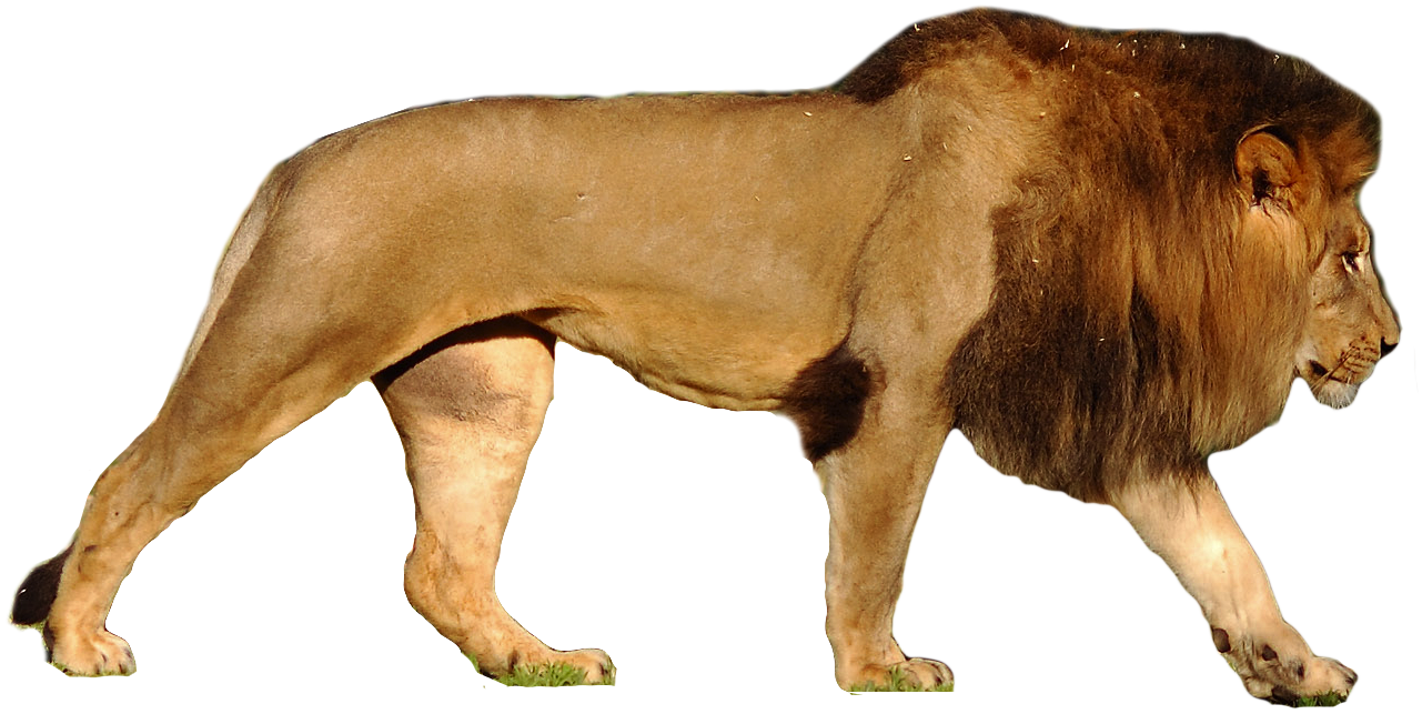 Lion PNG