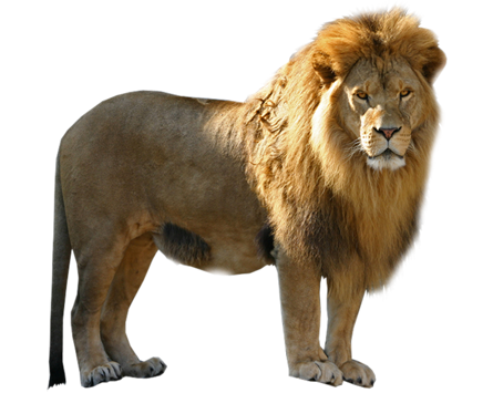 Lion PNG