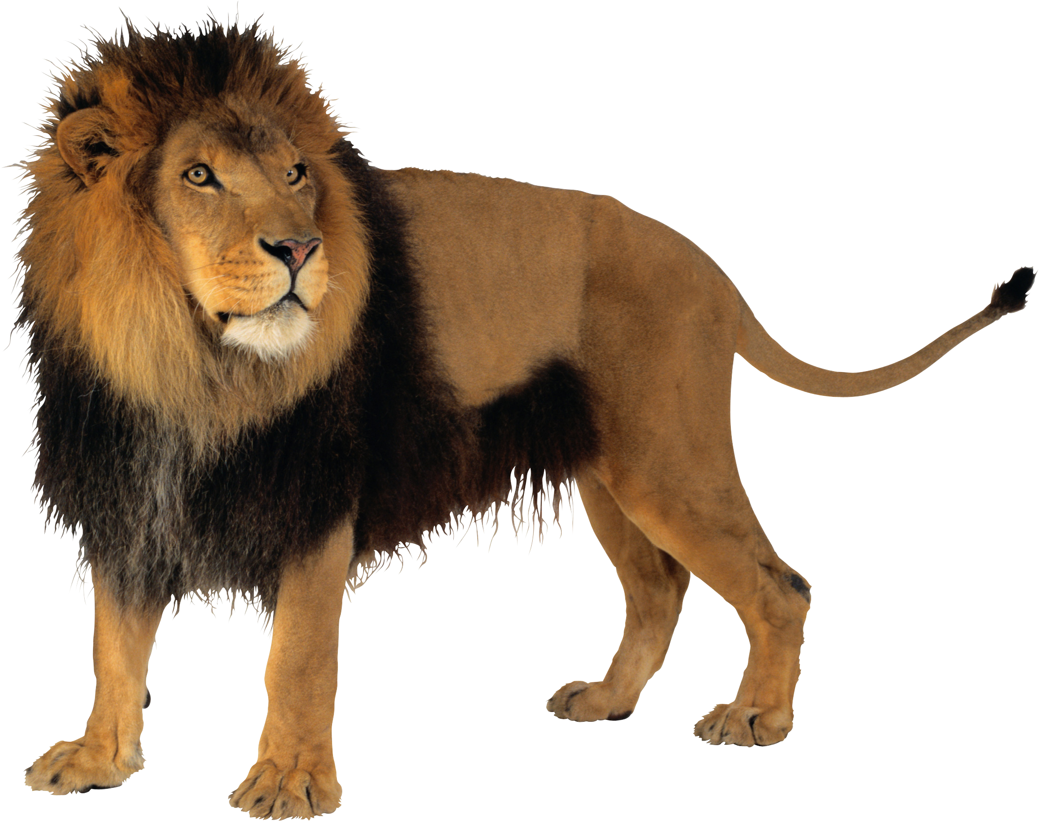 Lion PNG image