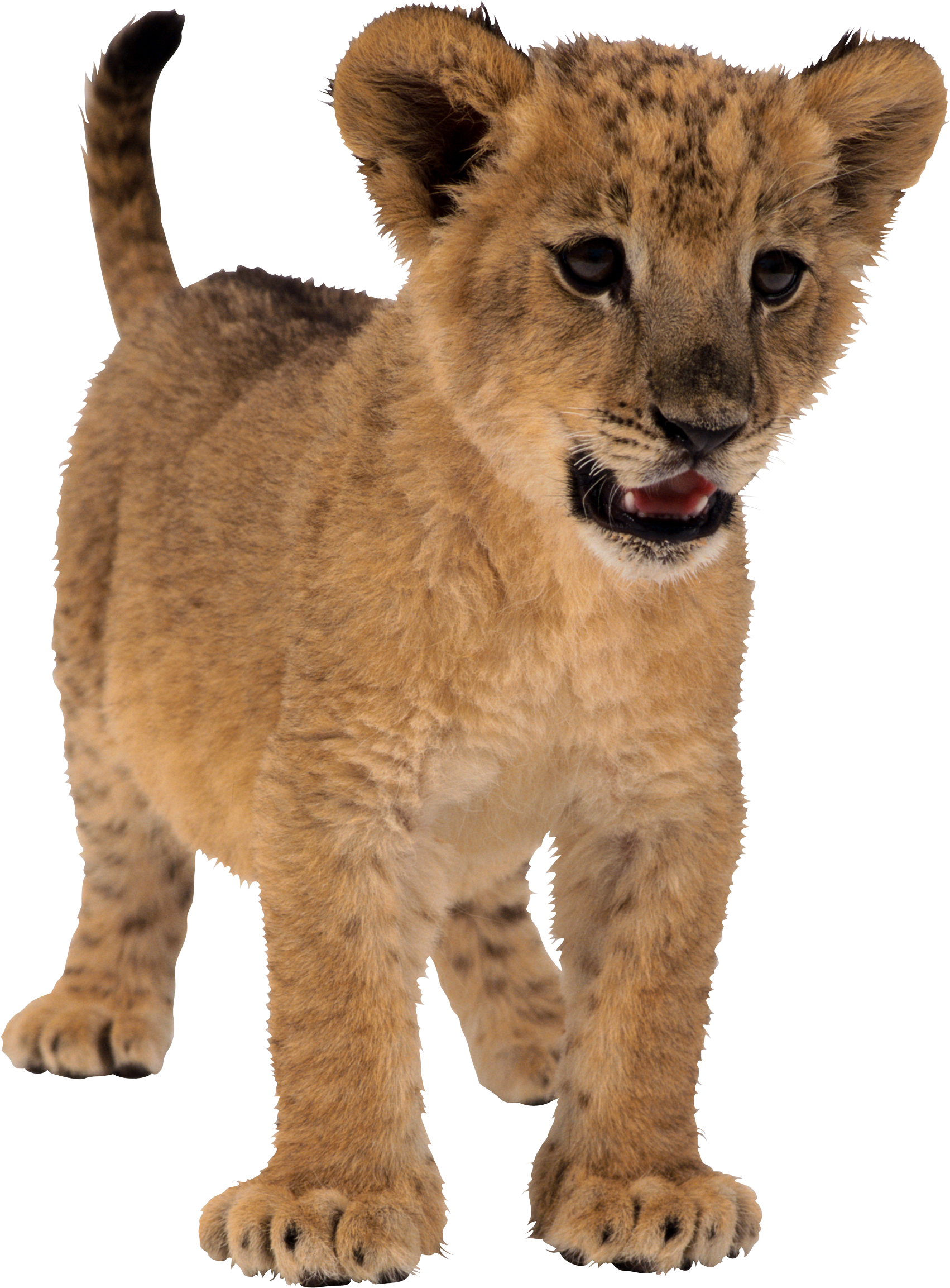 Lion PNG images, free download, lions