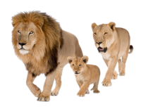 Lions PNG