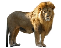 Lion PNG