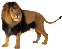 Lion PNG image