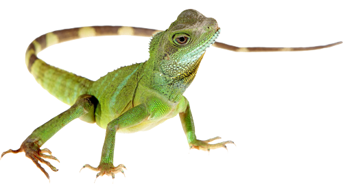 Lizard PNG