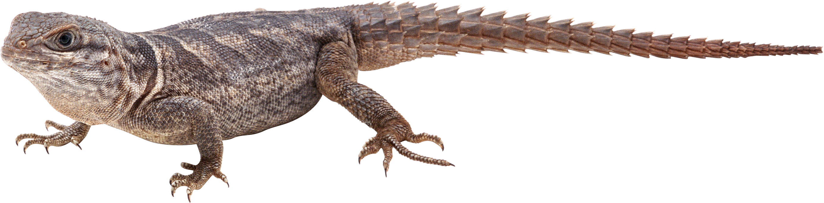 Lizard PNG