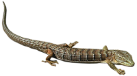 Lizard PNG