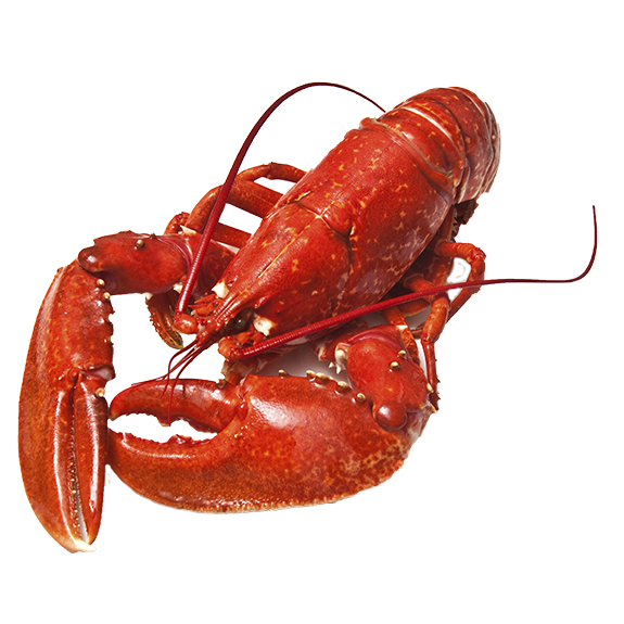 Langosta PNG