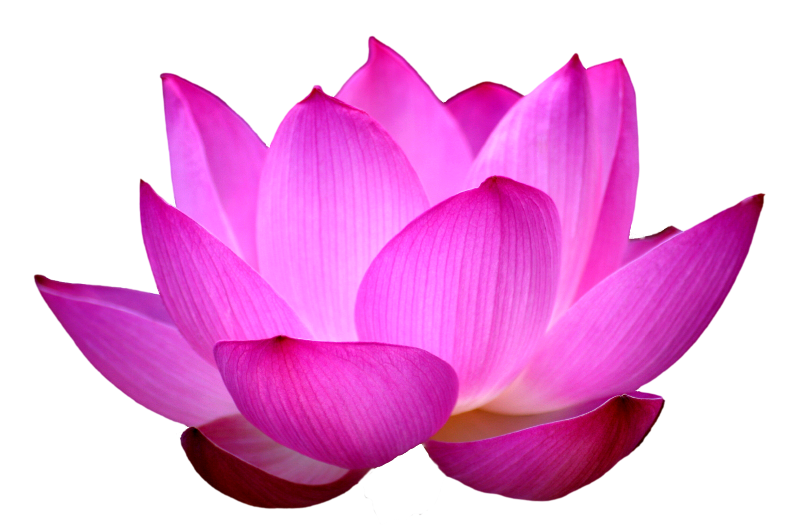 sacred lotus Sacred lotus