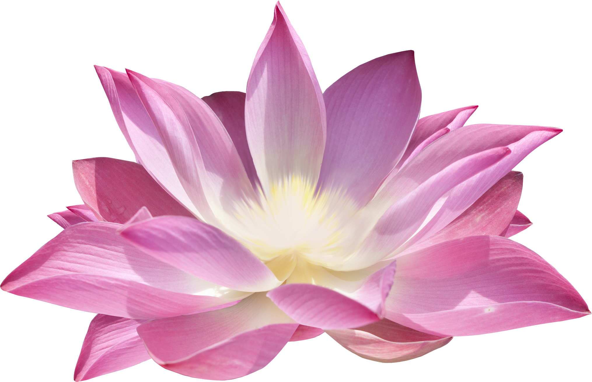 Lotus flower PNG