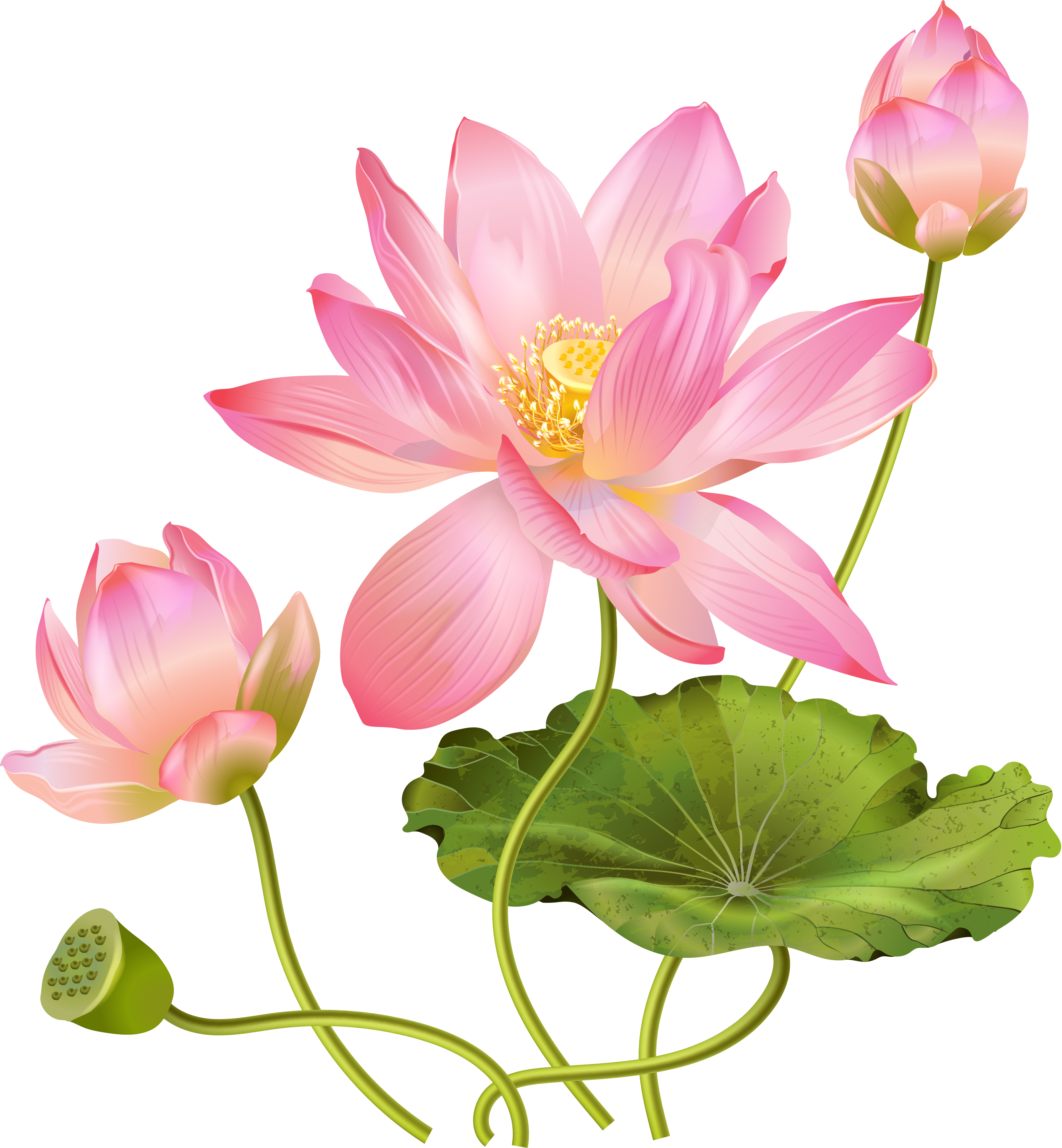 Lotus flower PNG
