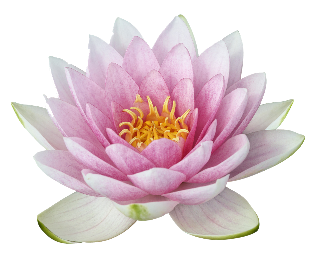 Download Transparent Background Gold Lotus Flower Png PNG