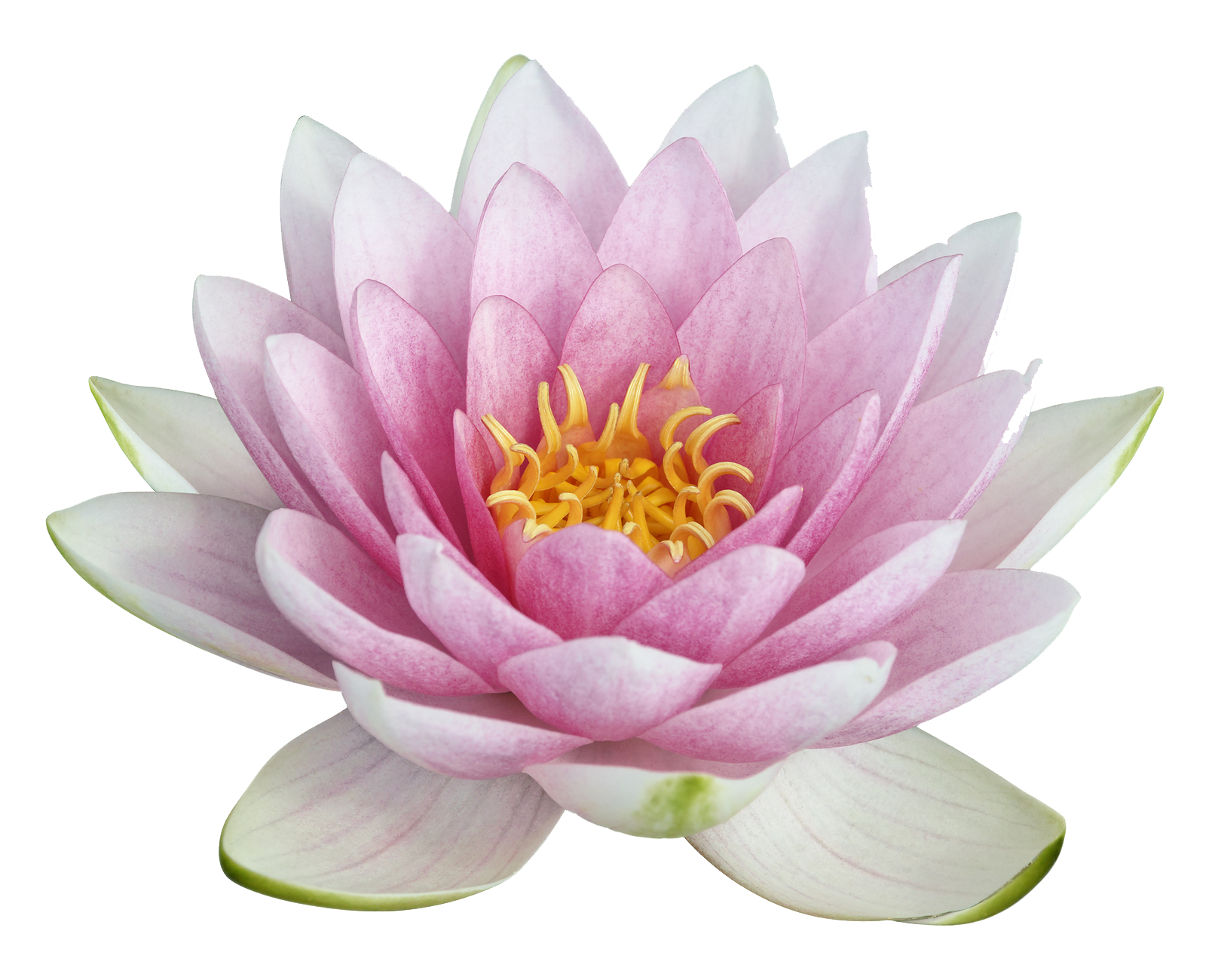 Lotus Flower PNG