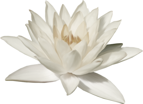 Lotus flower PNG