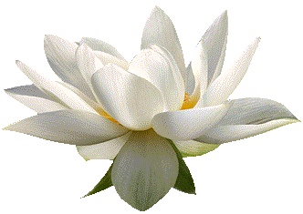 Lotus flower PNG