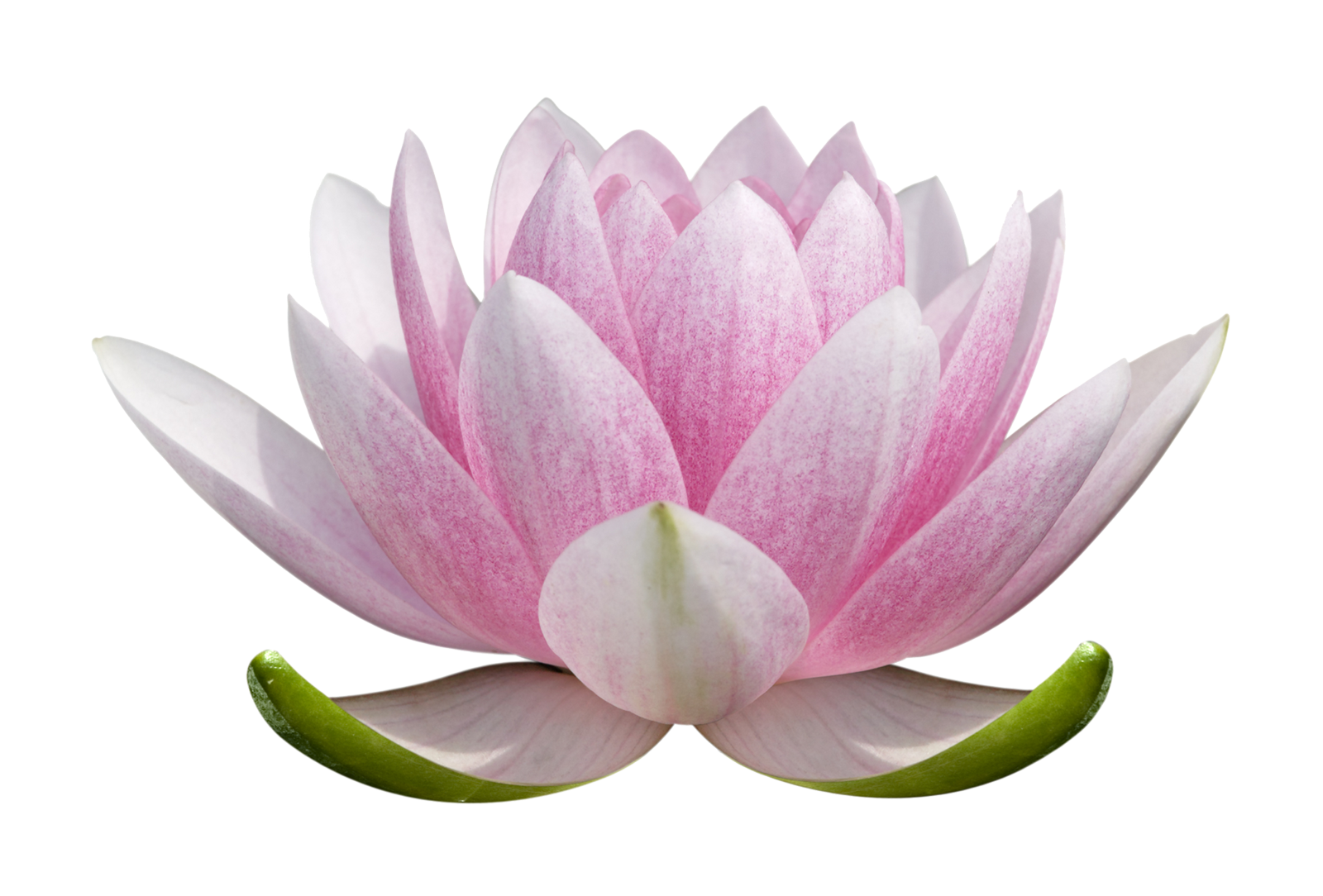 Lotus Flower PNG