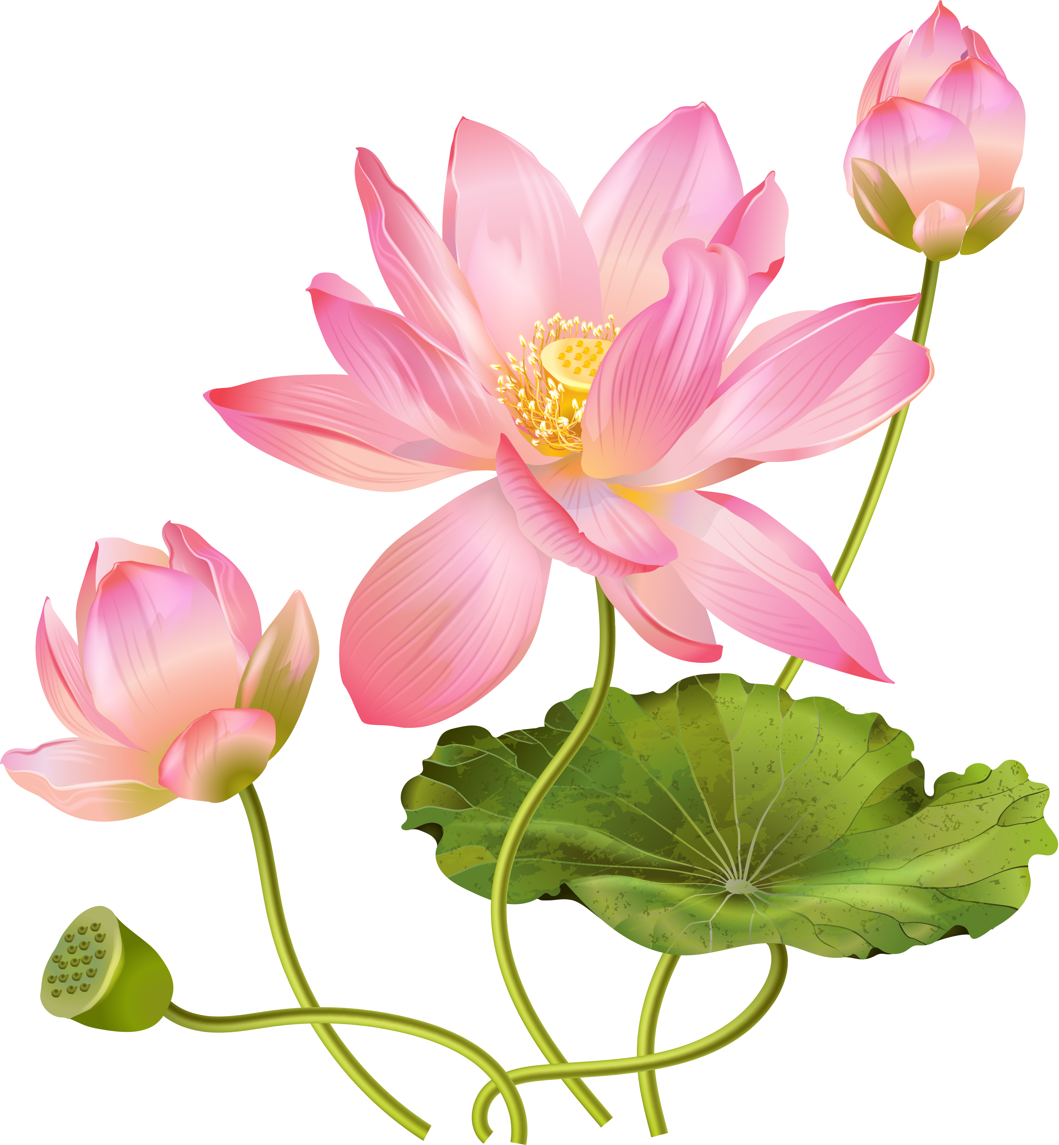 Lotus flower png