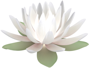 Lotus flower PNG