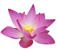 Лотос цветок PNG