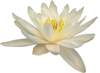 Лотос цветок PNG