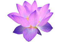 flor de loto PNG