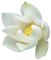 Lotus flower PNG