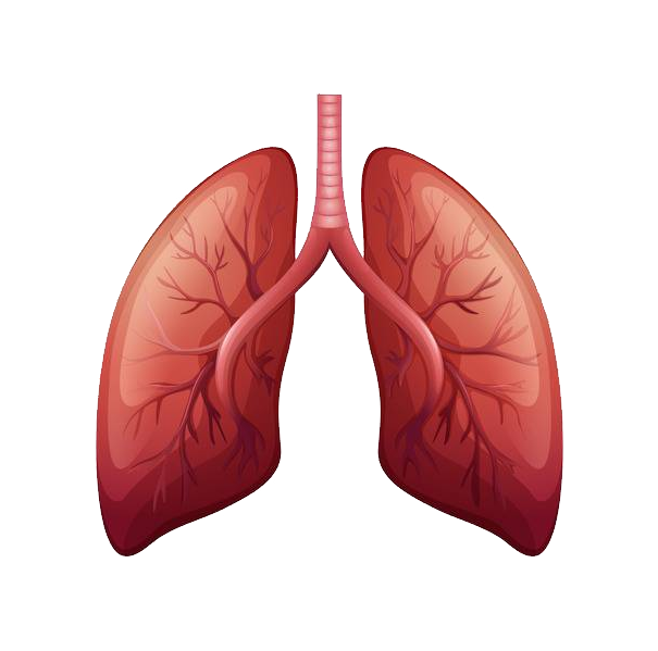 Lungs Png Transparent Image Download Size 605x599px