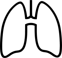 Lungs PNG