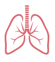 Lungs PNG