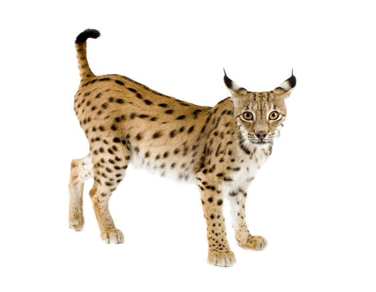 Lynx PNG images