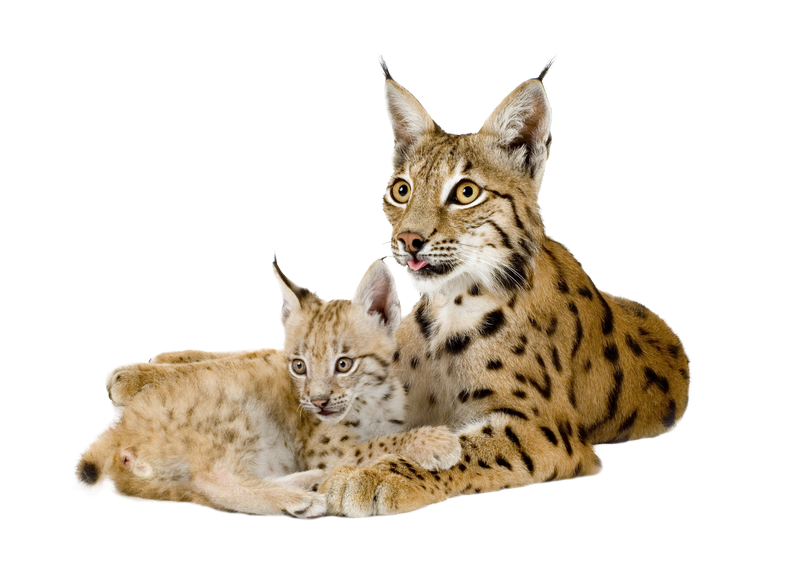 Lynx PNG images