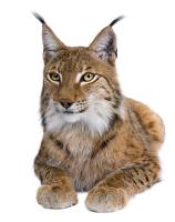 Lince, lynx PNG