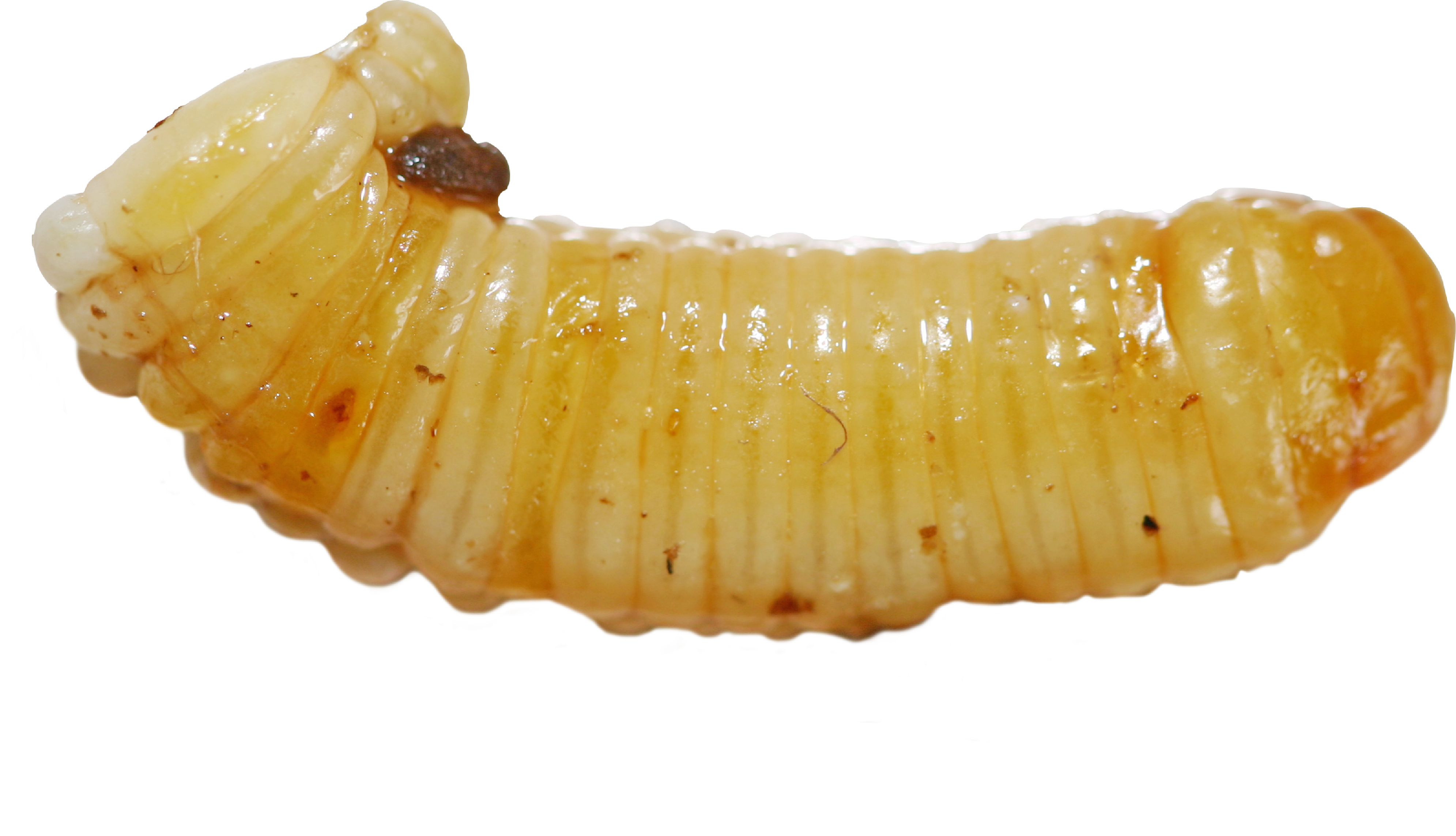 Maggots PNG images 