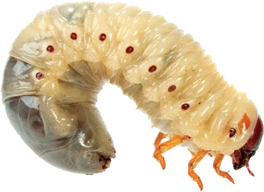 Maggots PNG images 