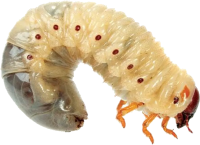 Maggot PNG