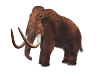 Mammoth PNG