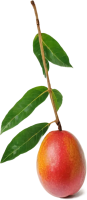 Mango PNG fruit
