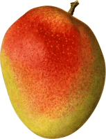 Mango PNG fruit