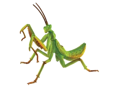 Mantis PNG images Download 