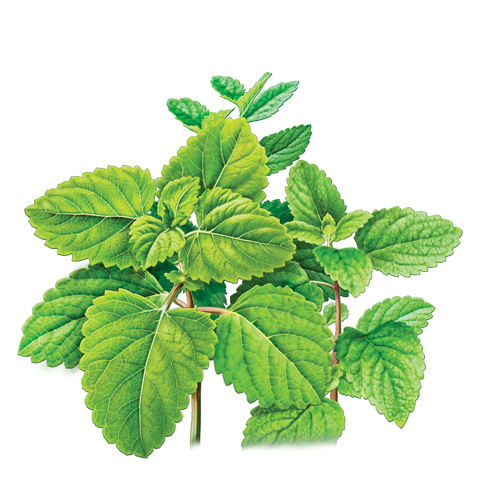 Mint PNG image free Download