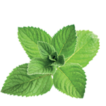 Mentha PNG