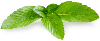 Mint PNG image free Download