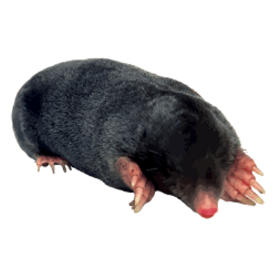 Mole PNG